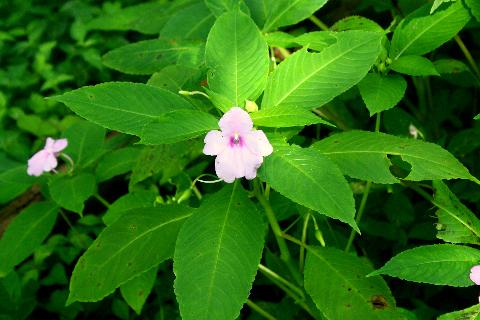 Goa Flowers - Download Goa Photos